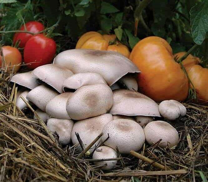 mushroom cultivation (12)