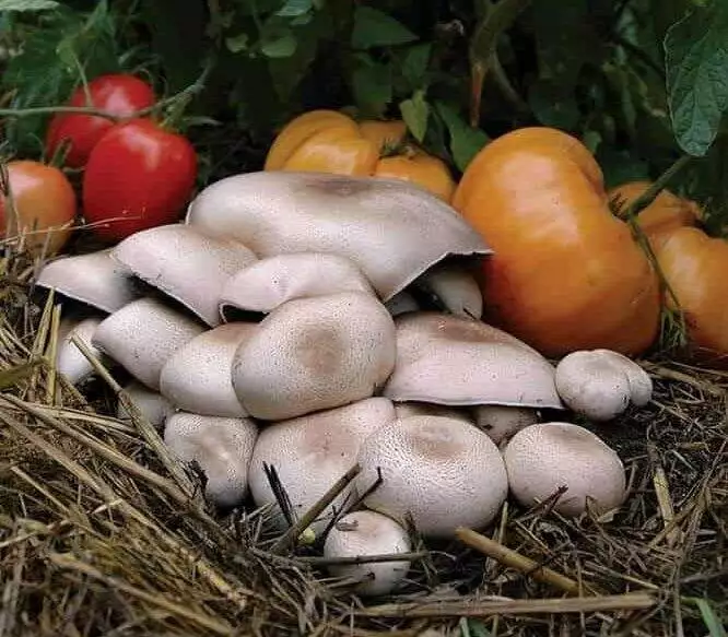 mushroom cultivation (12)