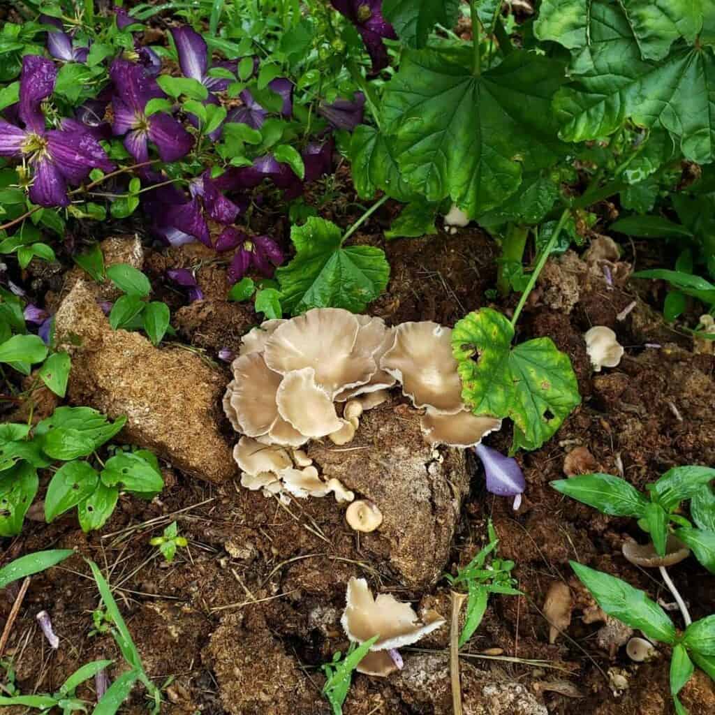 mushroom cultivation (14)