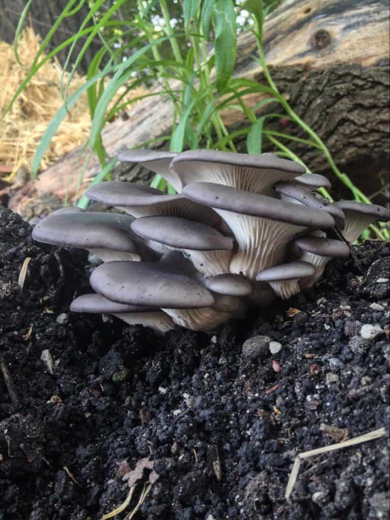 mushroom cultivation (15)