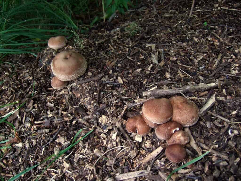 mushroom cultivation (16)