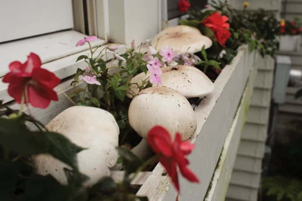 mushroom cultivation (20)