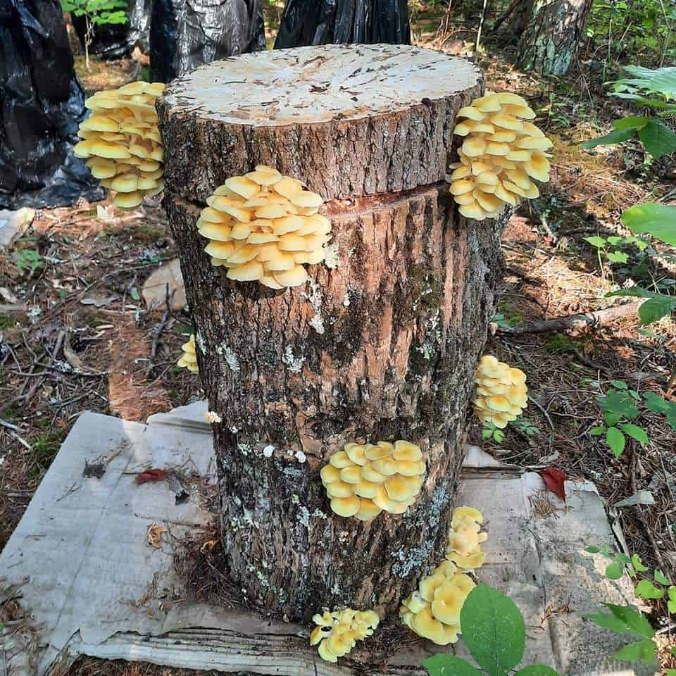mushroom cultivation (21)