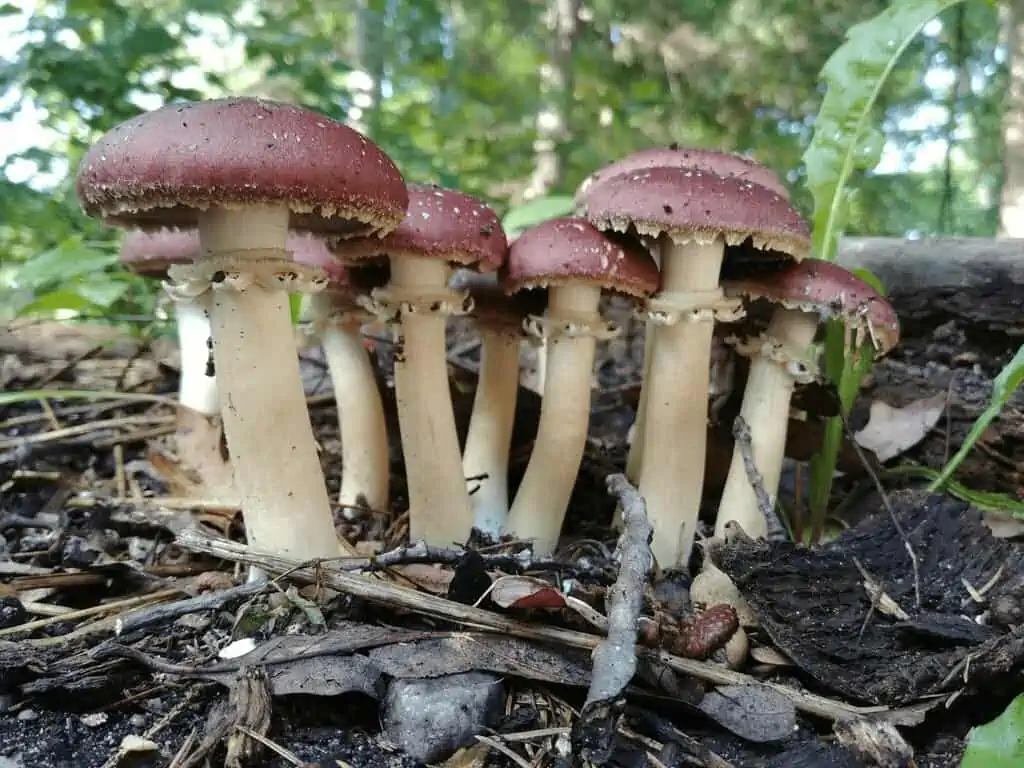 mushroom cultivation (3)