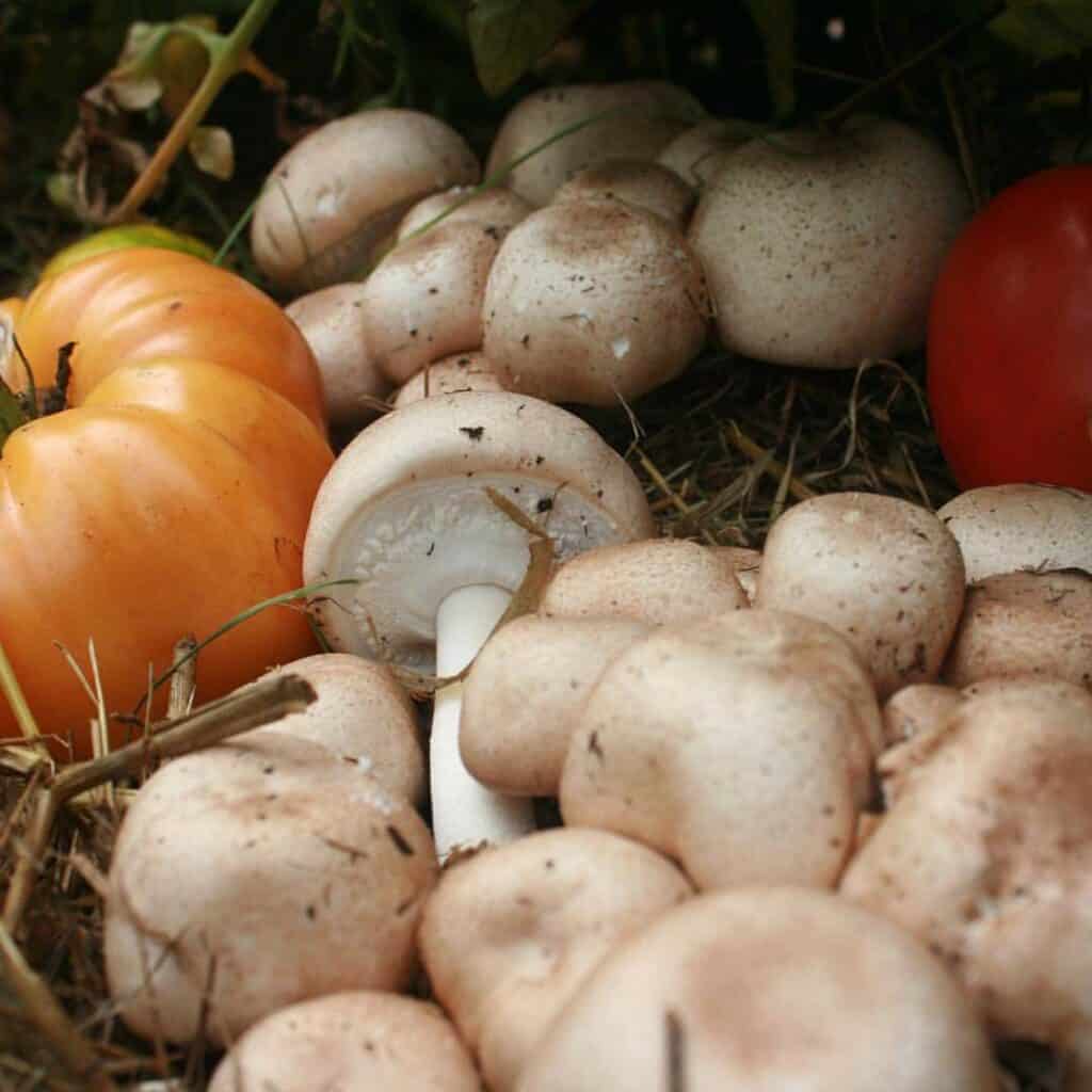 mushroom cultivation (6)