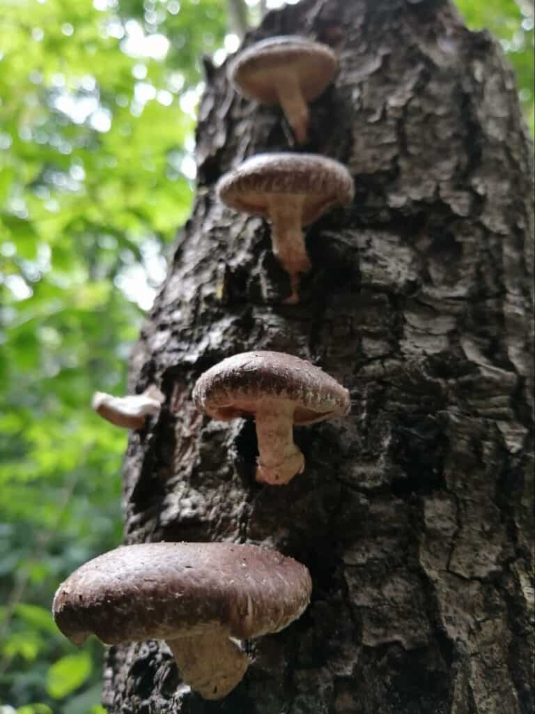 mushroom cultivation (9)