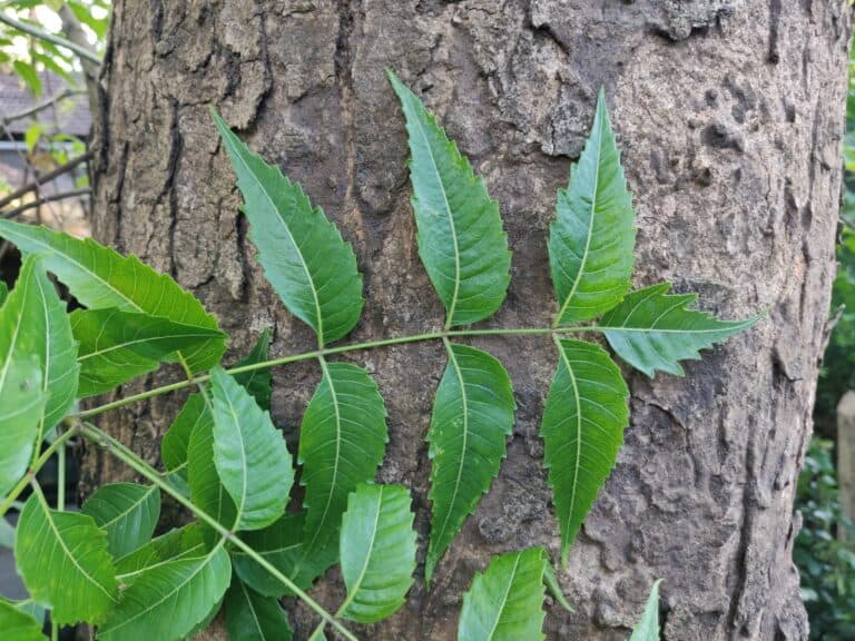 neem tree (2)