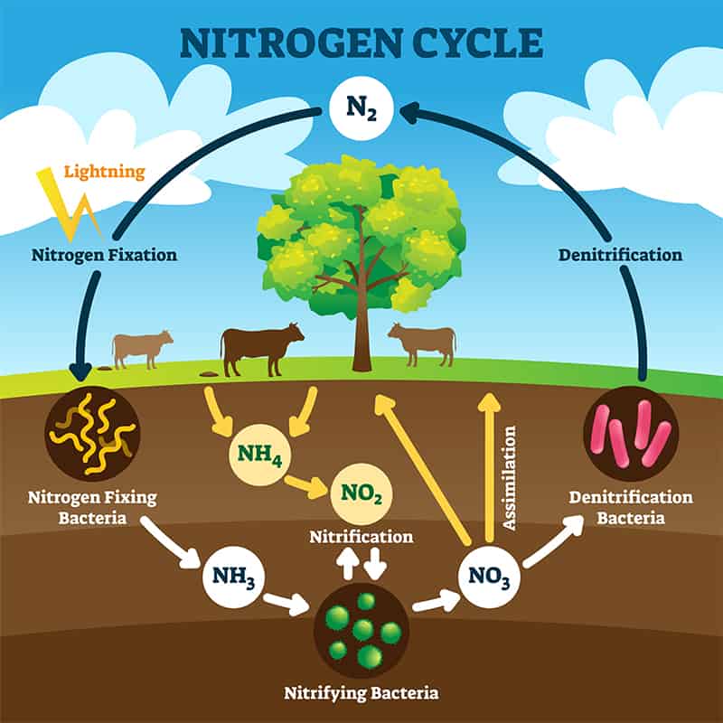 nitrogen cycle vector illustration. labeled n2 biogeochemical ex