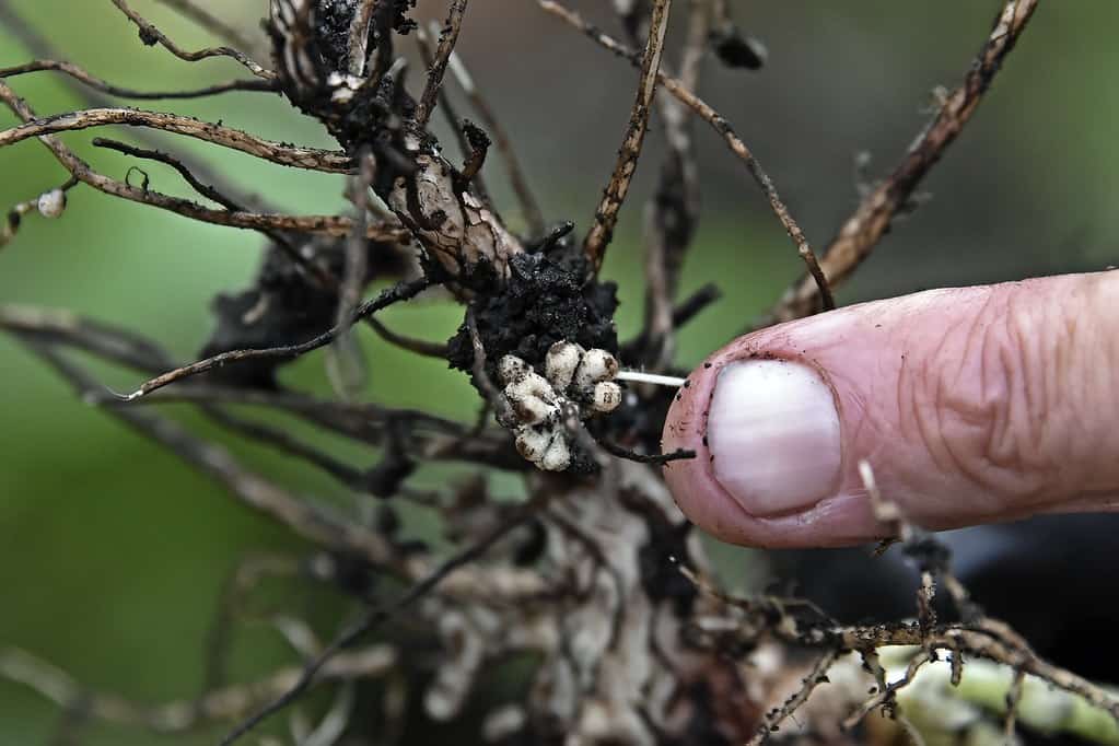 nitrogen fixing plants (11)