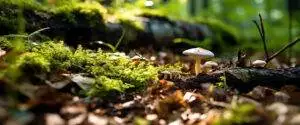 bright forest clearing,beautiful sunlight and seasonal nature background with bokeh and short depth of field. close up with space for text, close up on wildlife nature mushrooms and green fresh leaves