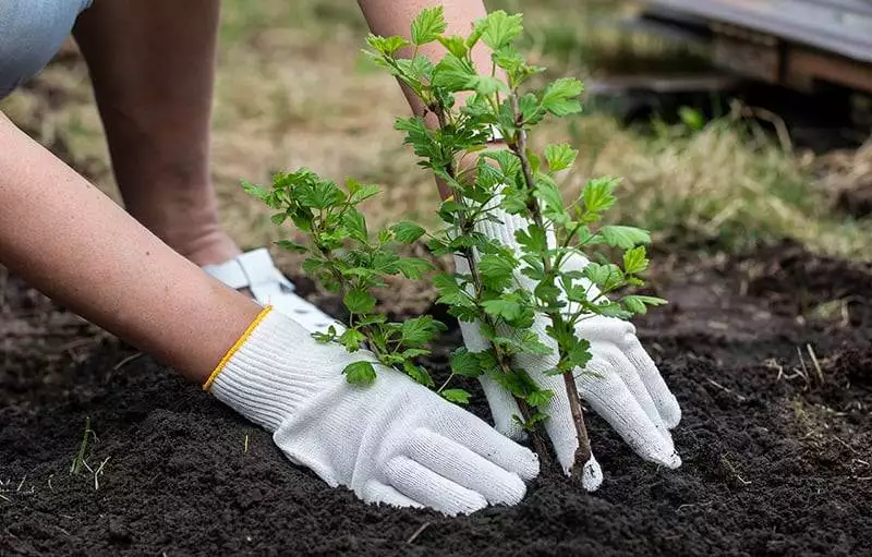 a girl in white gloves is planting a gooseberry bush in the gard