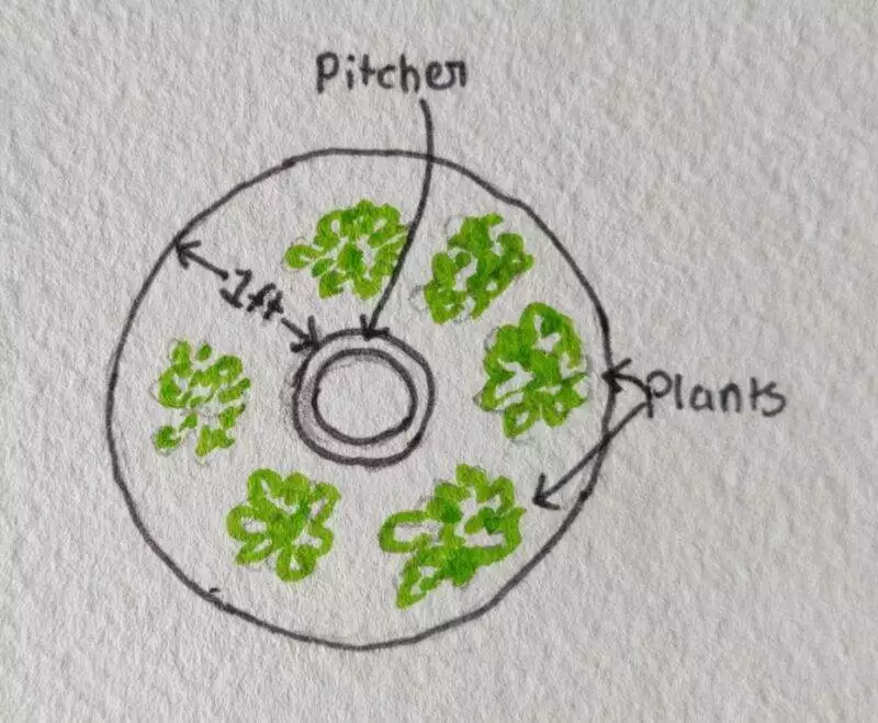 diagram on where to plant when using pitchers