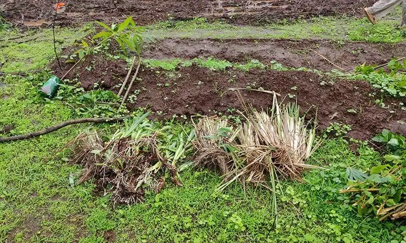 propagation of vetiver