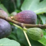ripe purple figs on branch in the garden. ficus carica tree on s