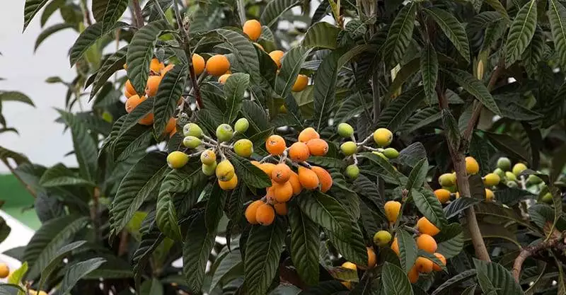 ripe yellow fruits of loquat. eriobotrya japonica tree