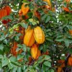 ripe orange averrhoa carambola or star fruit growing on tree in