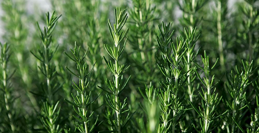 rosemary