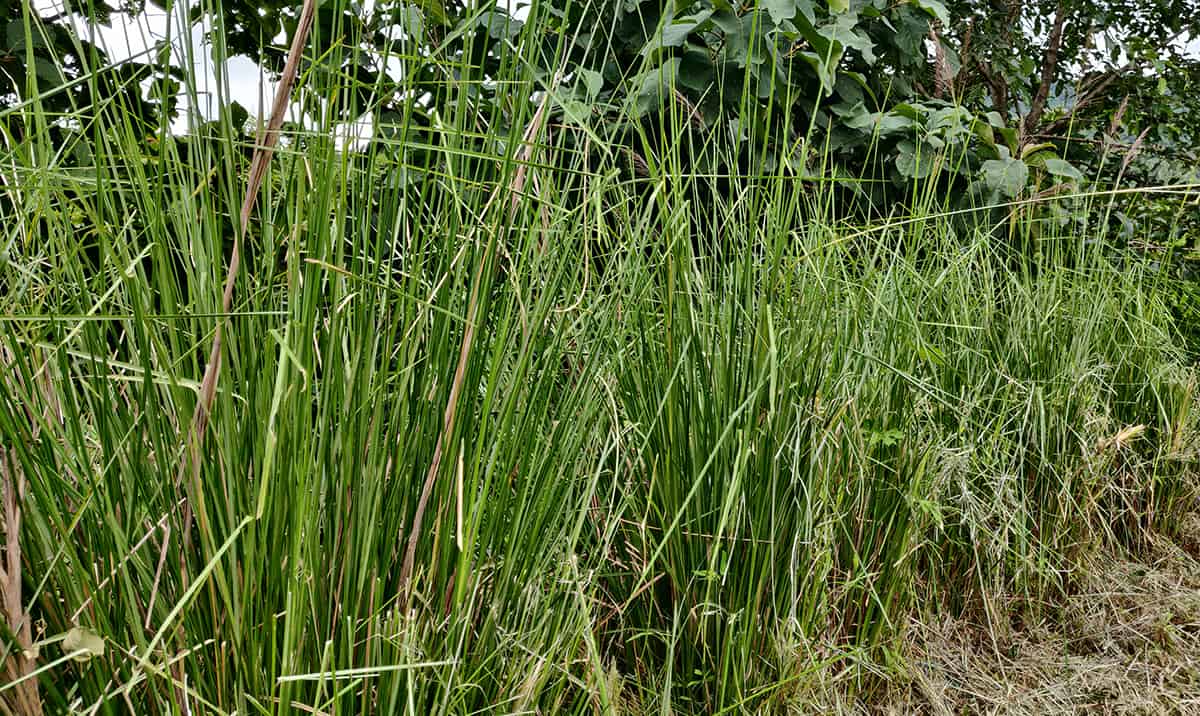 Versatility of Vetiver Grass: Learn How to Grow & Use this Ancient Cooling  Agent from India!
