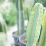 bunch of san pedro cactus green plant