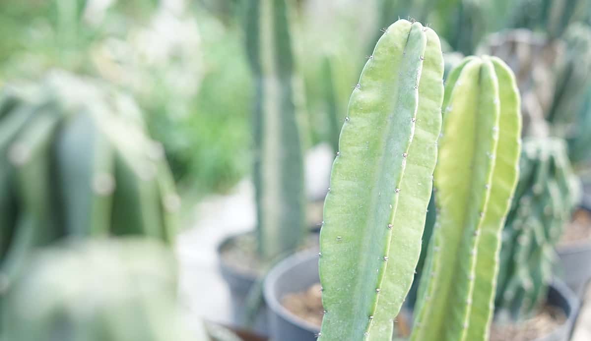 How to Grow the Sacred San Pedro Cactus