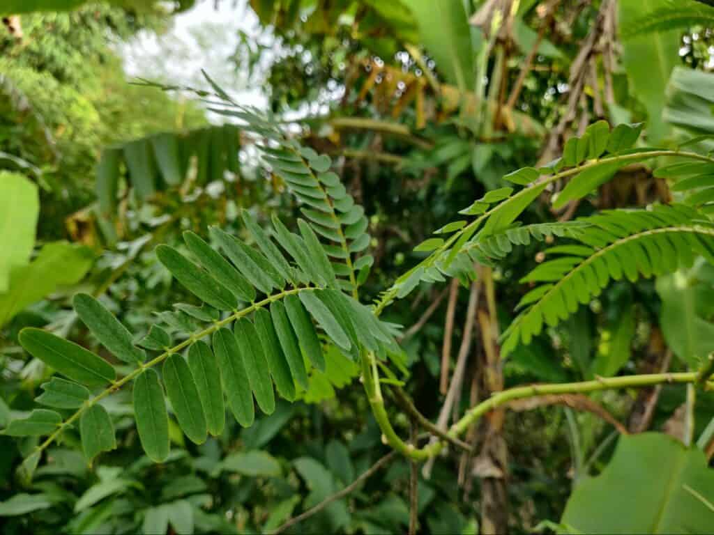 sesbania grandiflora (2)