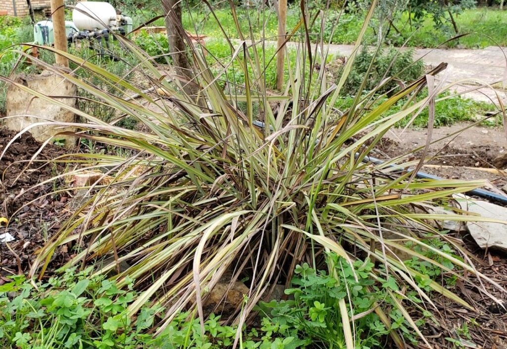 sickly lemon grass plant