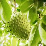soursop fruit on the tree whole growing caribbean trinidad and t