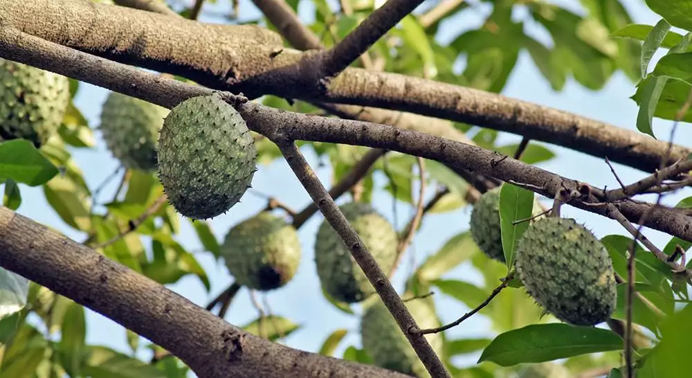 closeup of graviola, or soursop, on the tree