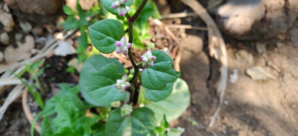 malabar spinach flowers