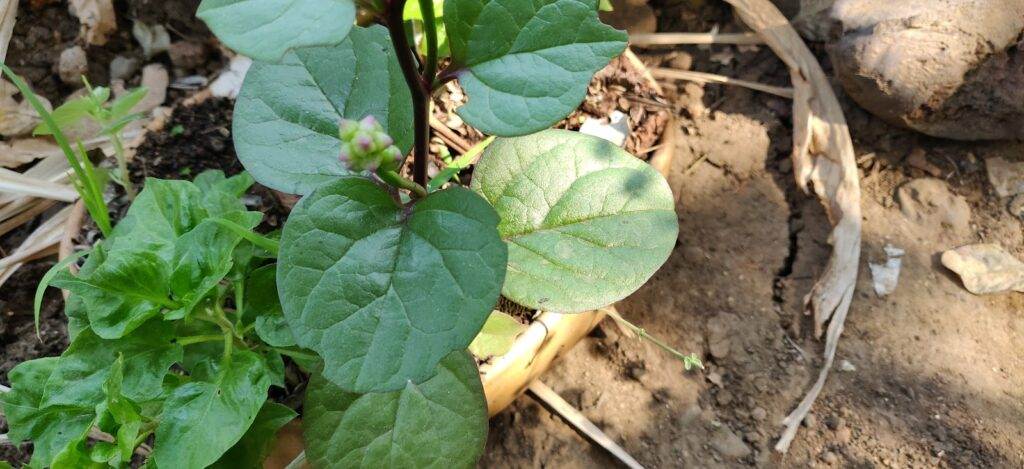malabar spinach leaves