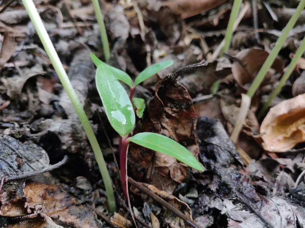 spinach seedling