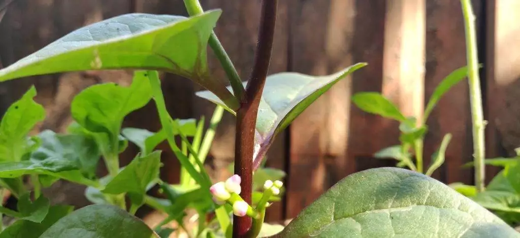 malabar spinach stem