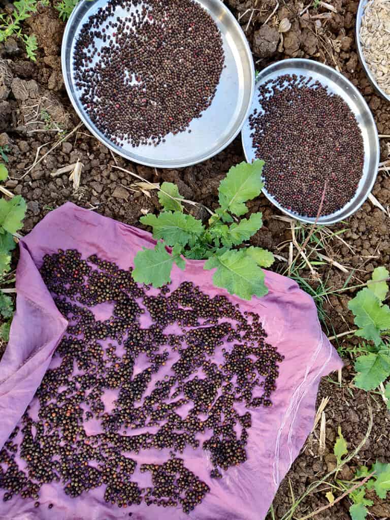 sun drying black pepper fruit