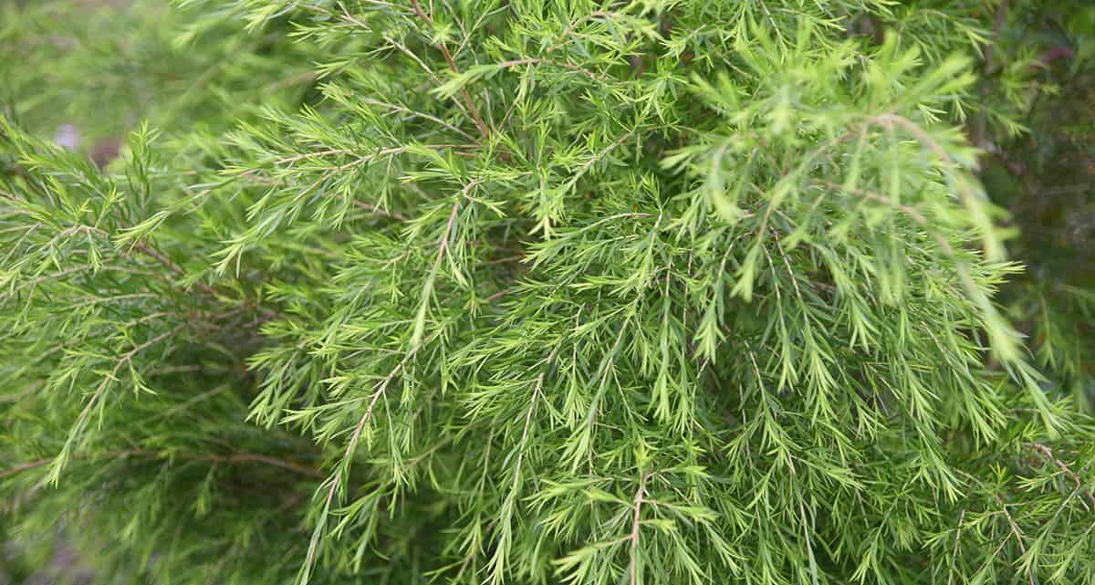 Discover Tea Tree: A Perennial Plant with Many Benefits & Uses