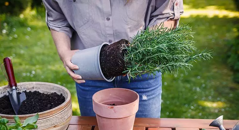 woman planting rosemary herb into flower pot on table. gardening