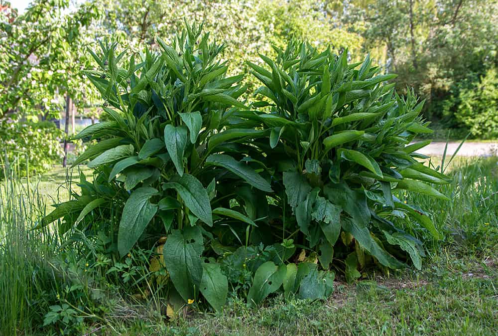 two bushes of comfrey (symphytum officinale) on a meadow