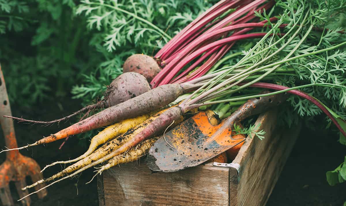harvest beets and carrots.