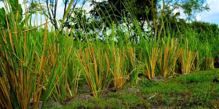 close up vetiver grass is planted for protecting soil erosion.