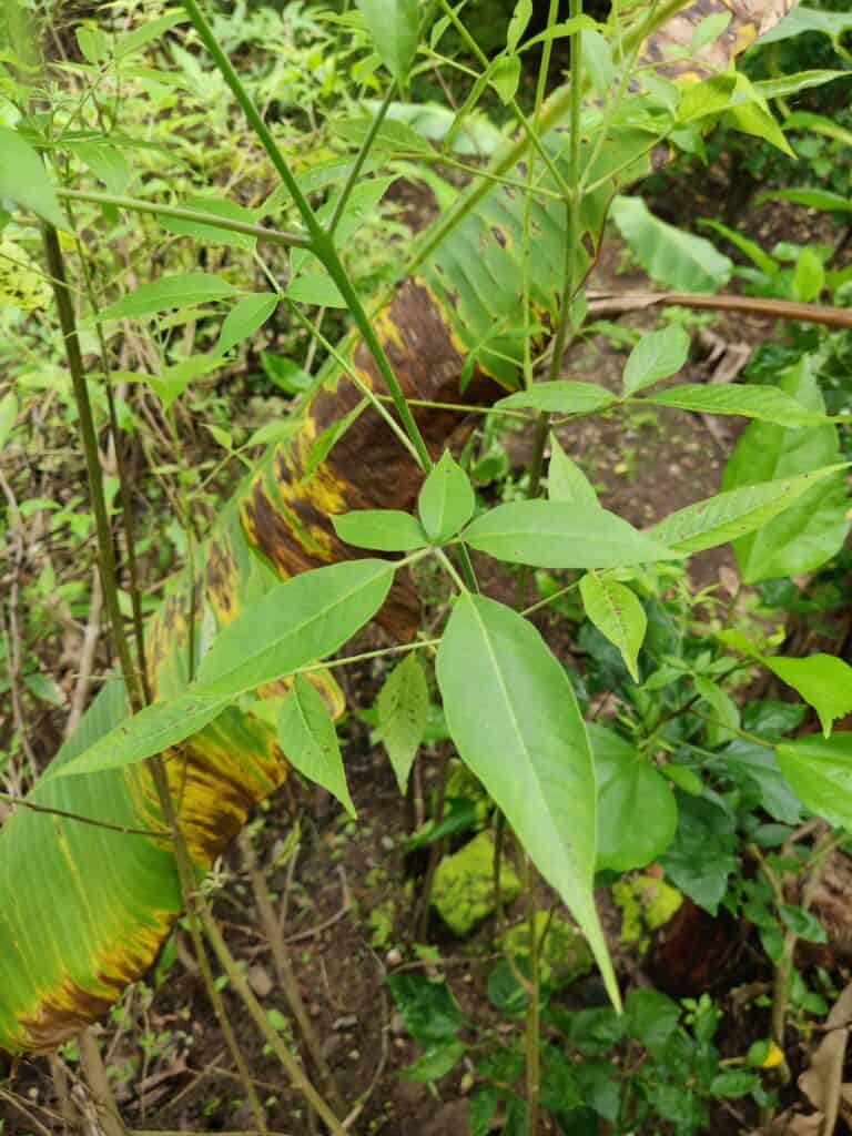 vitex negundo (5)