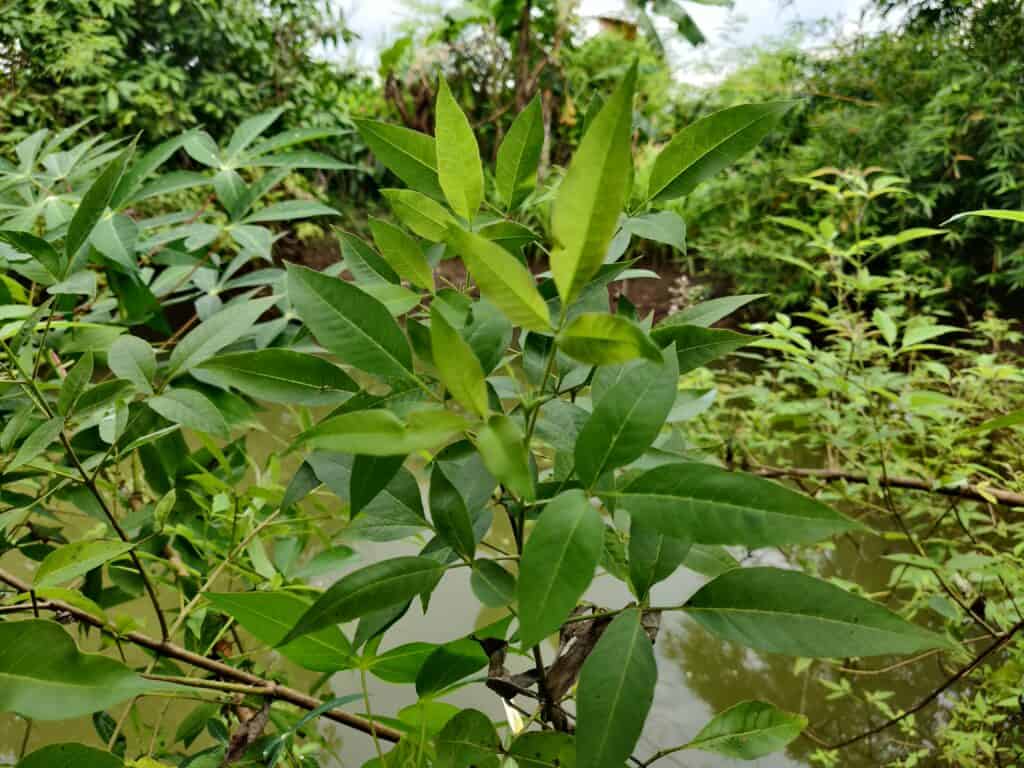 chaste tree leaves