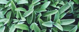 fresh green sage leaves texture for background. summer aromatic